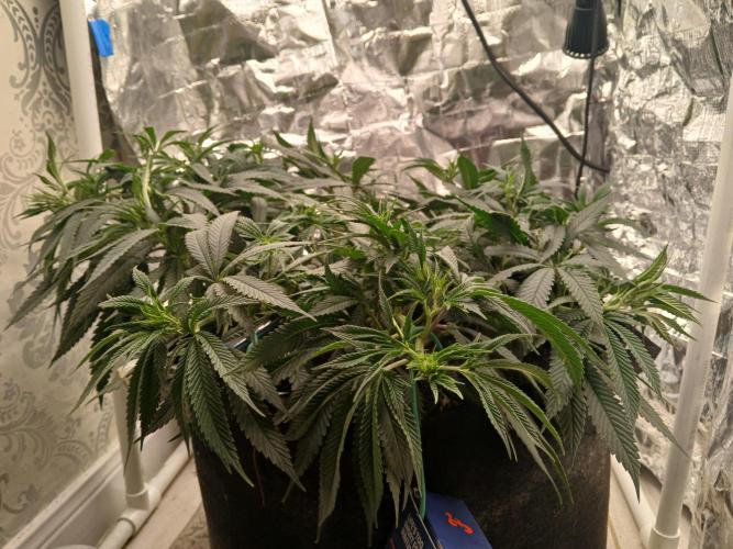 Purple Queen_RSC. Week 12 - A nice, level canopy