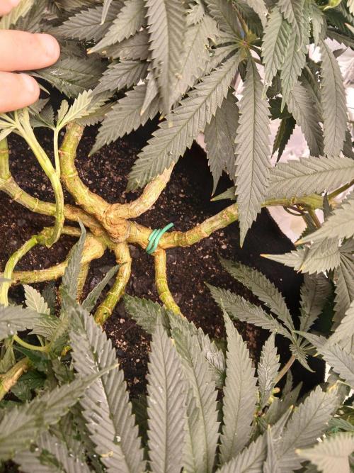 Purple Queen_RSC. Week 12 - Healthy, thick stems