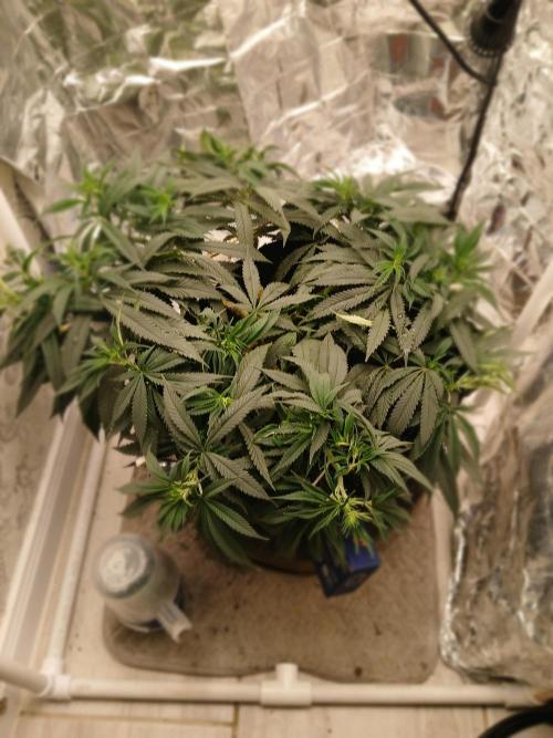 Purple Queen_RSC. Week 12 - Getting some nice internode growth