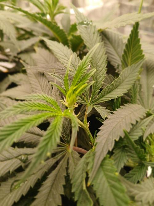 Purple Queen_RSC. Week 12 - First signs of flowet