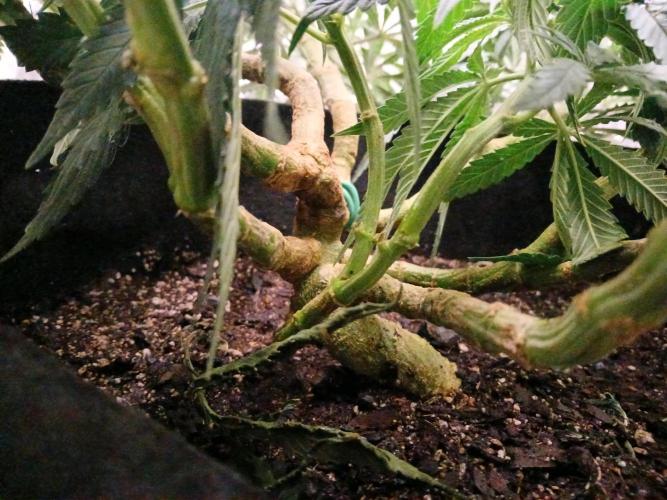 Purple Queen_RSC. Week 12 - A lot of stress went into shaping her