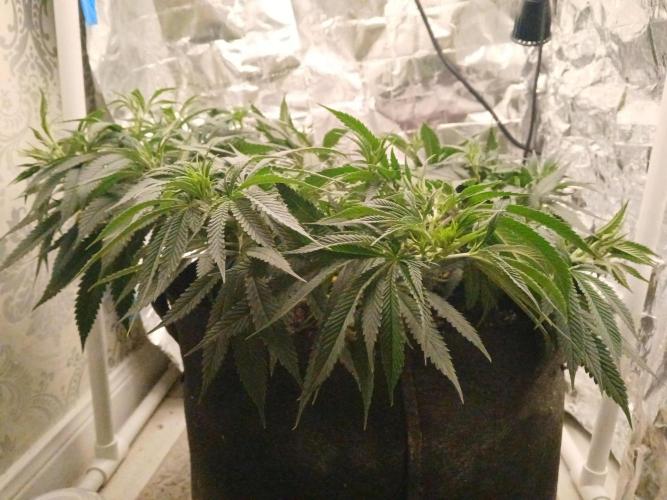 Purple Queen_RSC. Week 12 - Might bring out the 150watt light for underneath