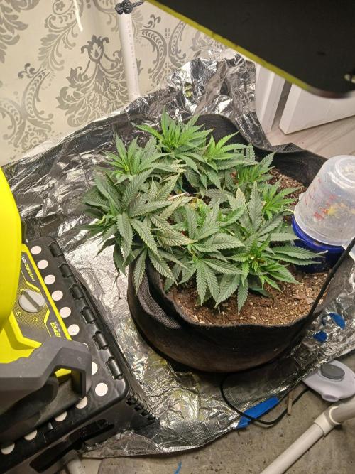 Purple Queen_RSC. Week 7 - Trying to make some clones from cuttings that are way too small