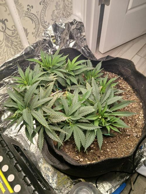 Purple Queen_RSC. Week 7 - I had defoliated the days prior.