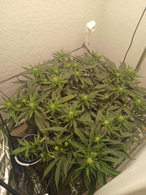 Purple Queen_RSC. Week 14 - Im surprised that I didnt get as much stretch when I flipped the light to flower
