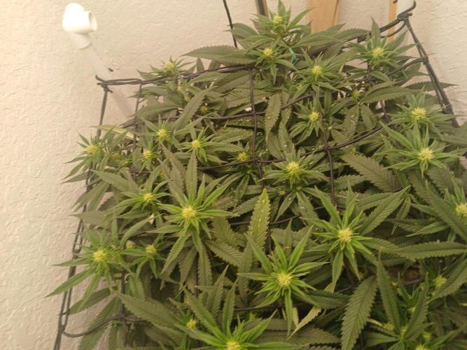 Purple Queen_RSC. Week 14 - Regardless, everything looks great