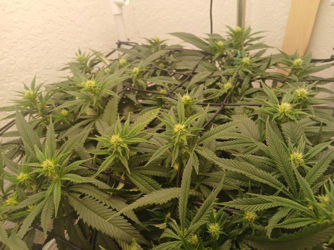 Purple Queen_RSC. Week 14 - I have a nice, even canopy