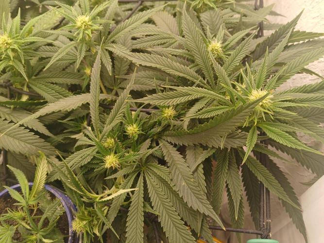 Purple Queen_RSC. Week 14 - Hopefully the buds will fill in cause I think I went too hard with trimming