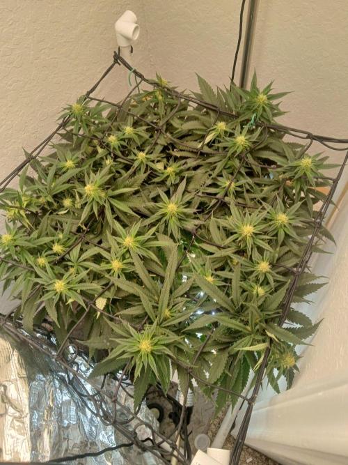 Purple Queen_RSC. Week 15 - Not much to update