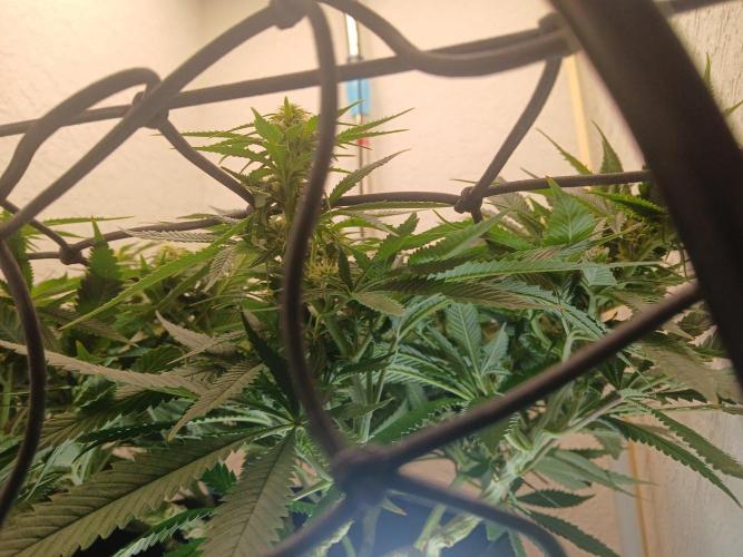 Purple Queen_RSC. Week 15