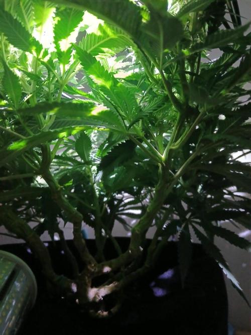 Purple Queen. Week 15