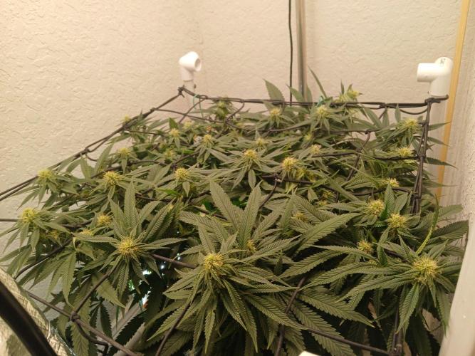 Purple Queen_RSC. Week 16 - Such a beautiful site