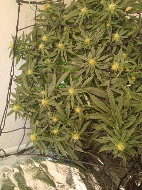 Purple Queen_RSC. Week 16 - Its like a blanket of cannabis