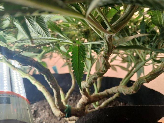 Purple Queen_RSC. Week 16 - I probably oughta consider defoliating
