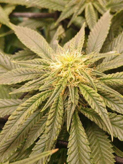 Purple Queen. Week 16