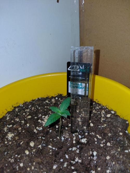 Strawberry gorilla 🍓 & Guawa🍈. Week 1