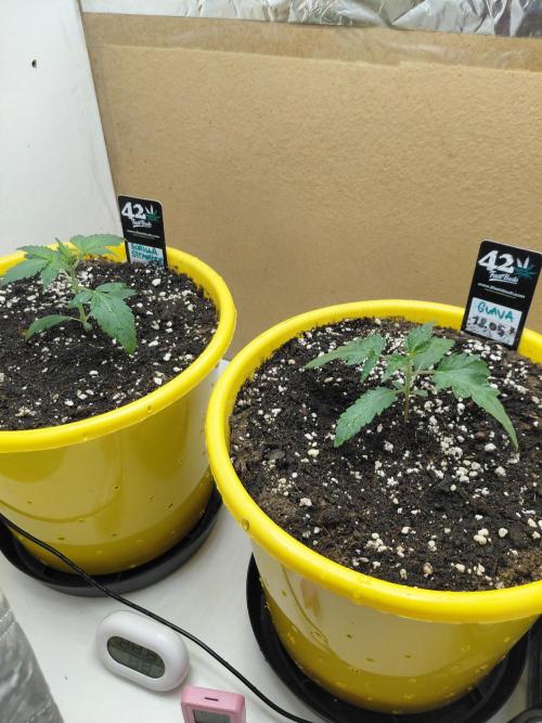 Strawberry gorilla 🍓 & Guawa🍈. Week 2