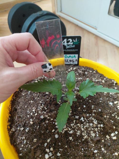 Strawberry gorilla 🍓 & Guawa🍈. Week 2
