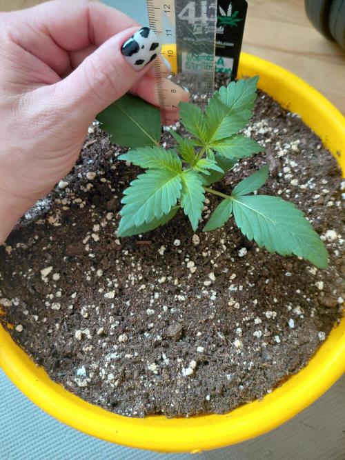 Strawberry gorilla 🍓 & Guawa🍈. Week 2