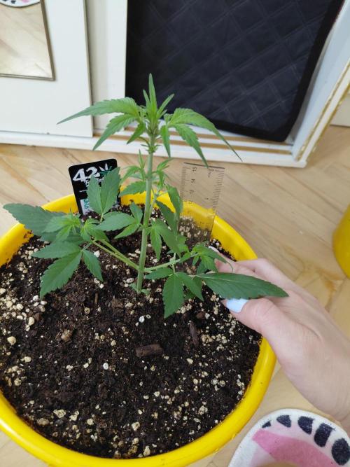 Strawberry gorilla 🍓 & Guawa🍈. Week 3