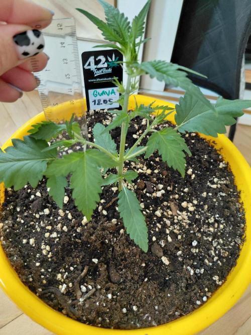 Strawberry gorilla 🍓 & Guawa🍈. Week 3
