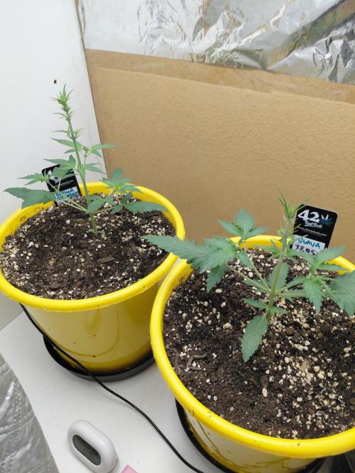 Strawberry gorilla 🍓 & Guawa🍈. Week 3