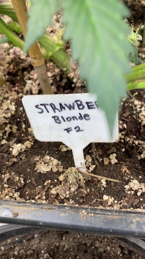 Closet grower