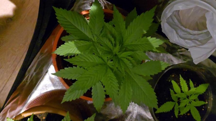 Auto northern lights