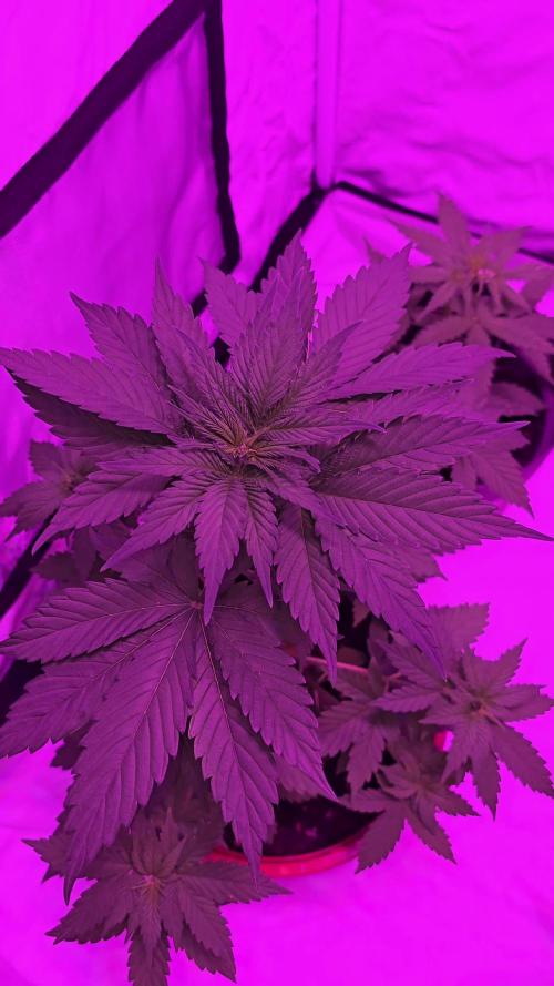 Auto northern lights