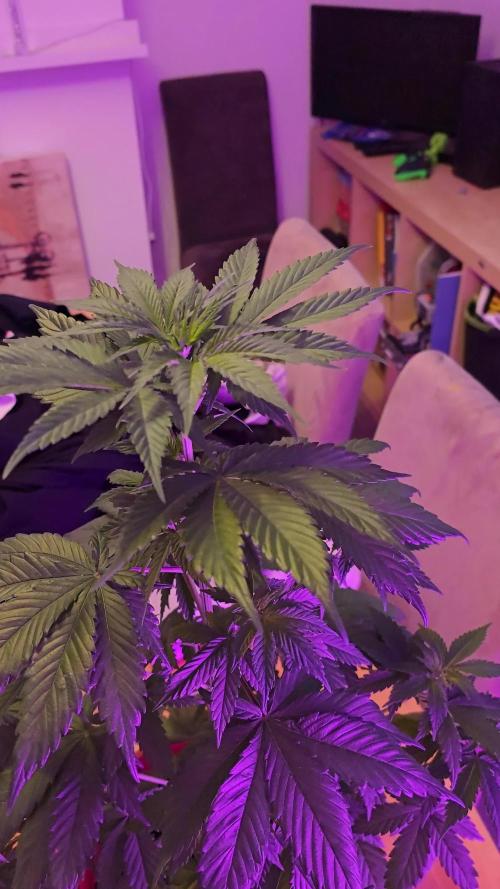 Auto northern lights