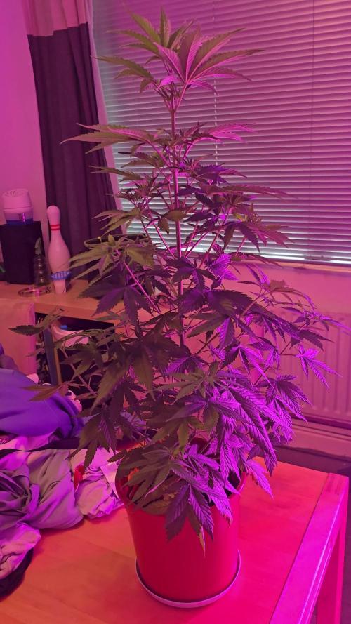 Auto lights/ photo trainwreck