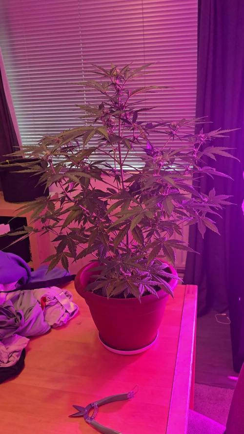 F1 Hyperion RQS