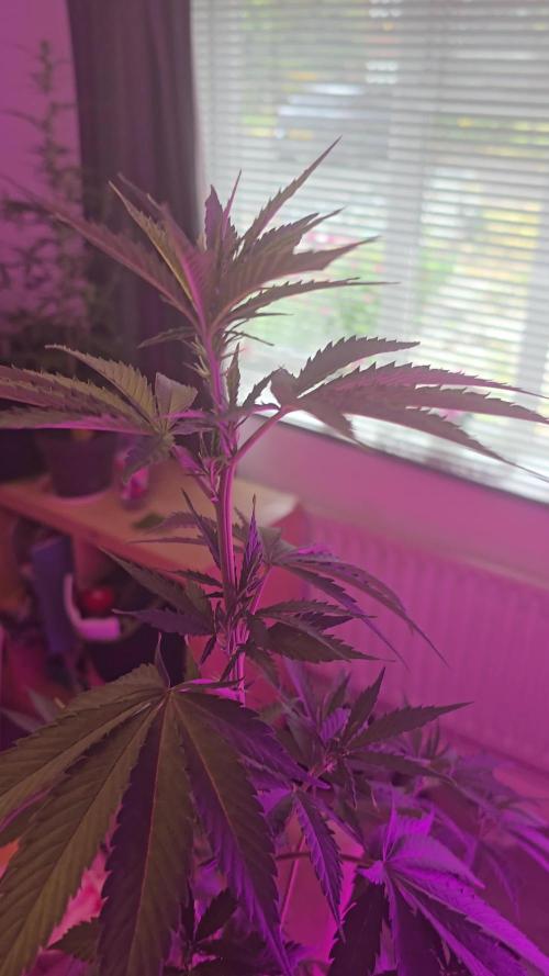 photo trainwreck
