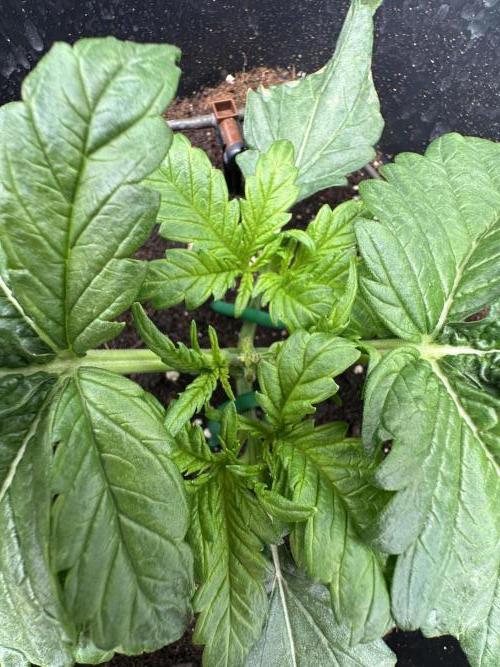 Crazy Platinum Marker. Week 3