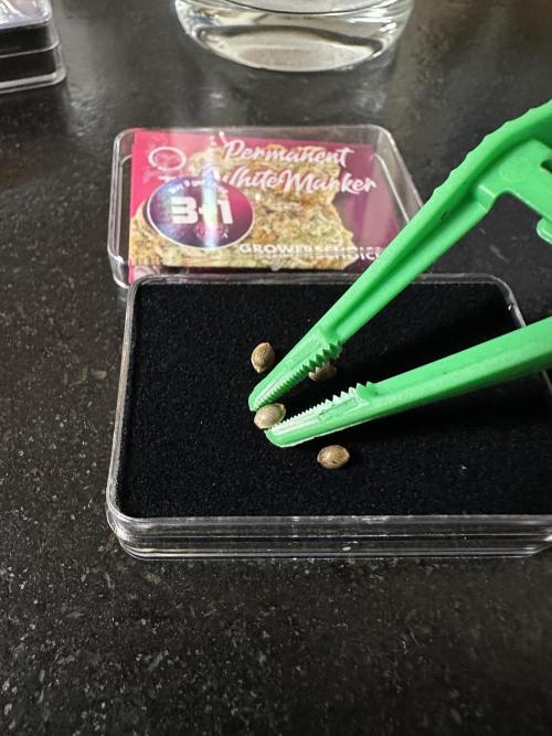 Crazy Platinum Marker. Week 0