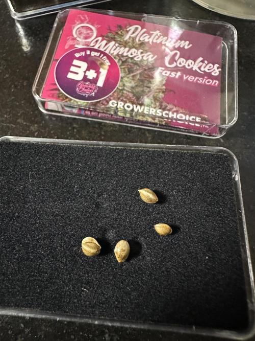 Crazy Platinum Marker. Week 0