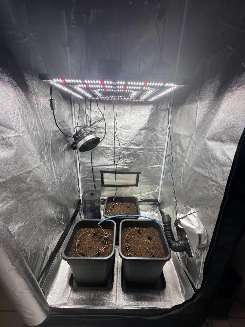 Crazy Platinum Marker. Week 0