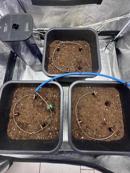 Crazy Platinum Marker. Week 0