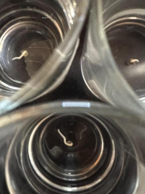 Crazy Platinum Marker. Week 0