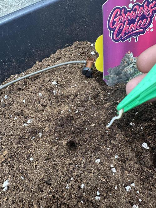 Crazy Platinum Marker. Week 0