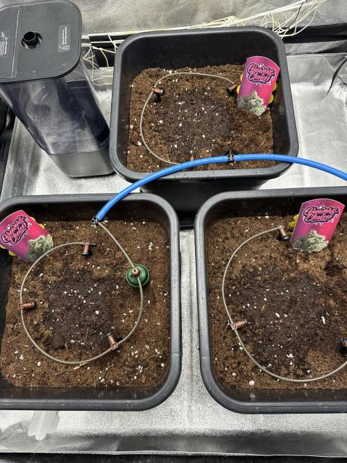 Crazy Platinum Marker. Week 0