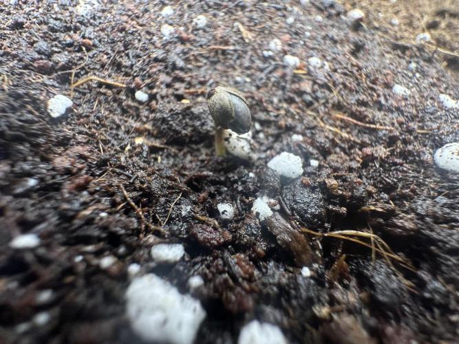 Crazy Platinum Marker. Week 0 - The Permanent Whitemarker showed up on the evening on the 16th Decembre 2025 