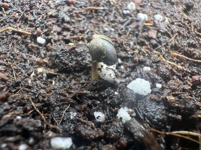 Crazy Platinum Marker. Week 0