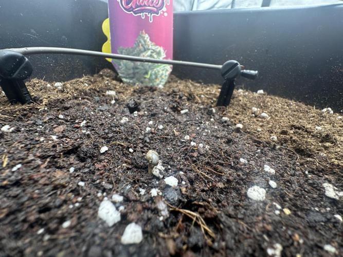 Crazy Platinum Marker. Week 0