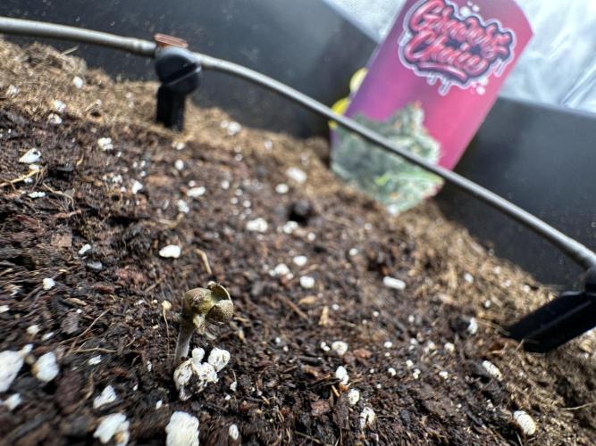 Crazy Platinum Marker. Week 0