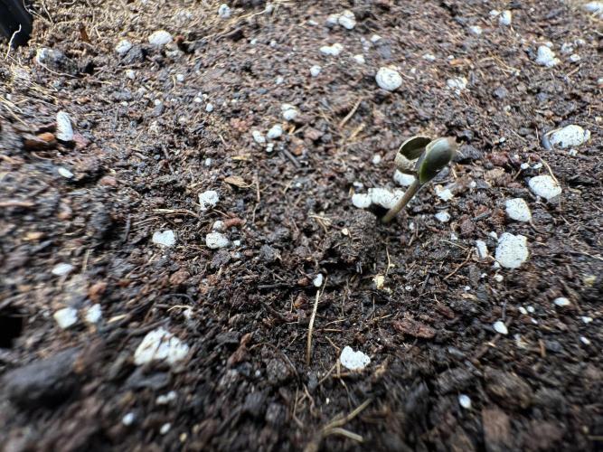 Crazy Platinum Marker. Week 0