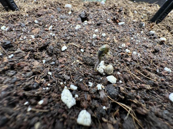 Crazy Platinum Marker. Week 0