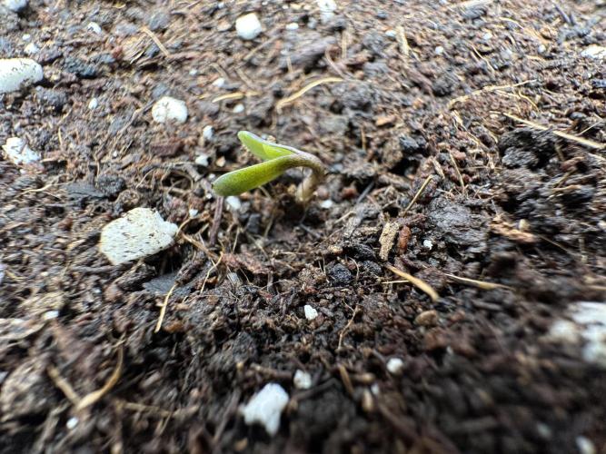 Crazy Platinum Marker. Week 0