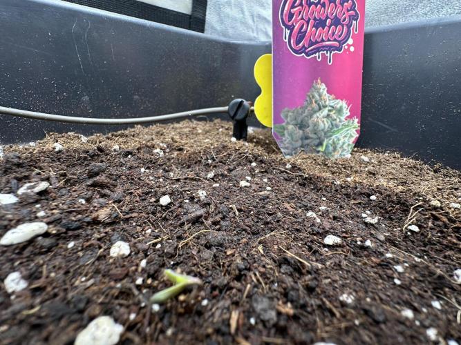 Crazy Platinum Marker. Week 0