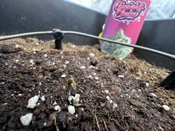 Crazy Platinum Marker. Week 0